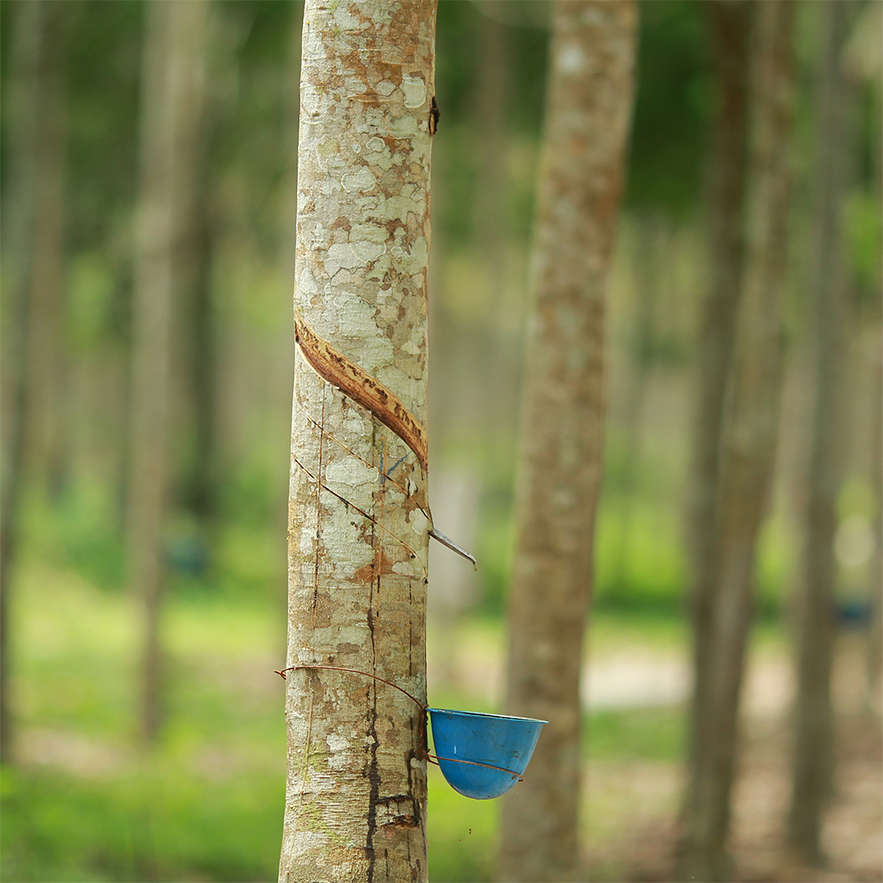 Production / Business Activities